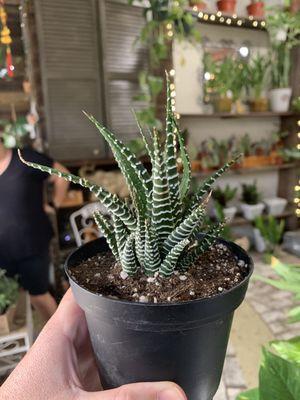 This great Zebra Plant!