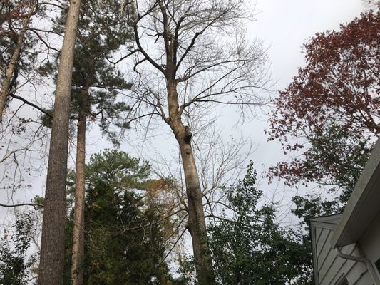 Coastal Tree Removal