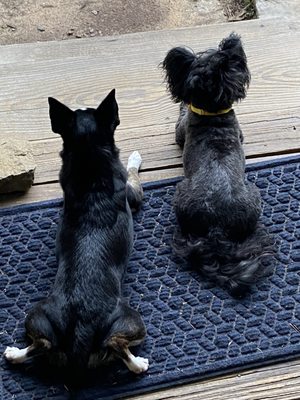 The girls surveying their kingdom. No squirrel goes unnoticed.