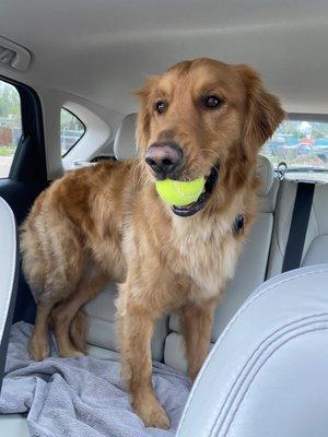 After our first visit our Golden came out clean and happy! We'll be back for sure!! Thank you!