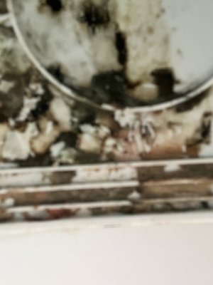 mold in fridge