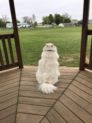 Watching out over the yard.