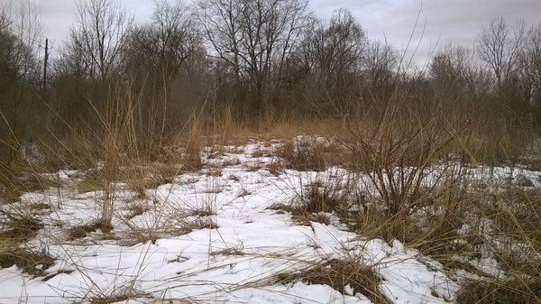 natural prairie (about 2 acres)