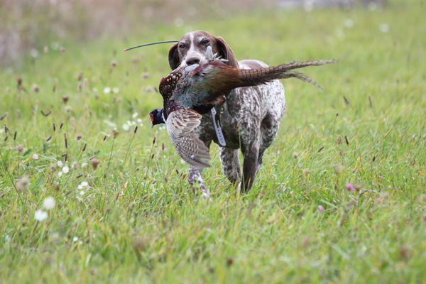 Bourbon Creek Gun Dogs & Guides