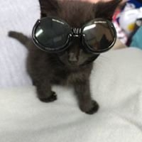 Our tiniest patient ready for his cold laser treatment!