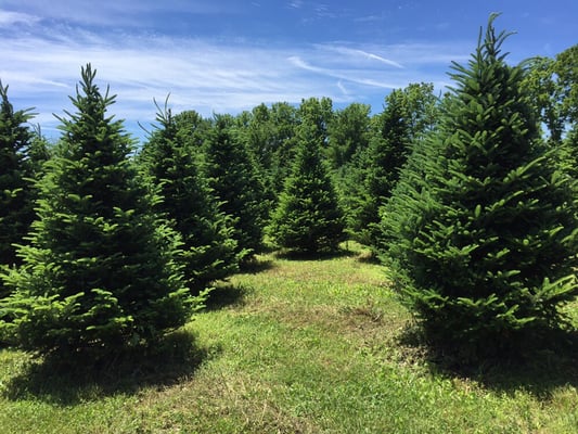 Fraser fir for theChristmas tree season