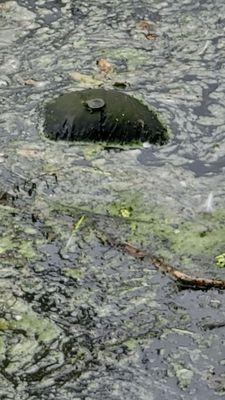 Garden Grove city library pond