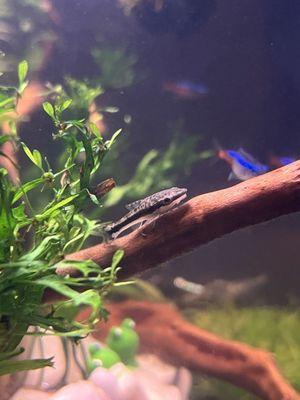 Otocinclus