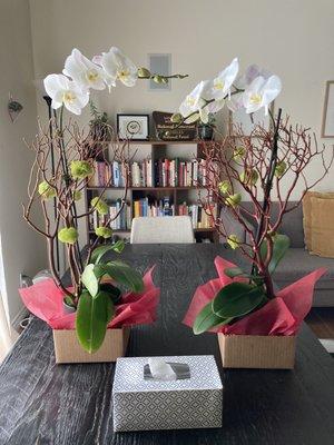 Two arrangements of medium size single stems