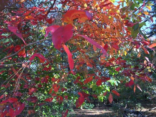 Fall in the woods in the park near the Cabin John Creek.