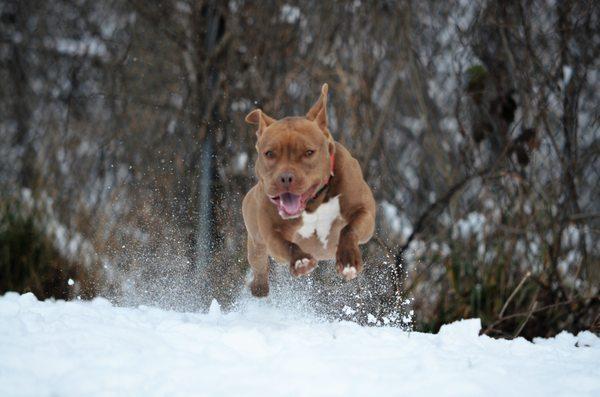 Remi having the time of her life during numerous outings in the snow. Did you know RAWL has staff from 6:00 until 1 and 6:30 Pm until 10:00?