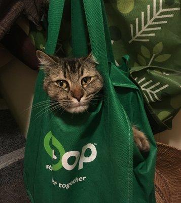 Cats outs of the bag... ohh wait! Carol loves hanging out IN the bag!