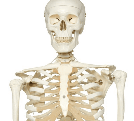 Skeleton Model