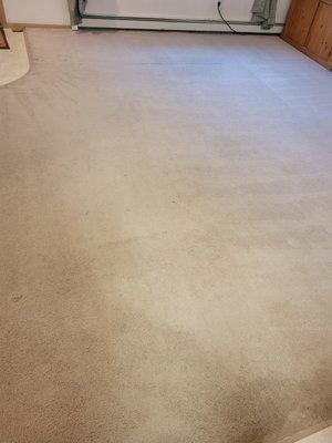 17 year old carpet that was covered with coffee, tea and pet stains