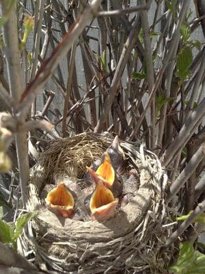 Gurnee Illinois baby Robins. You know it's spring time when you see these little beauties