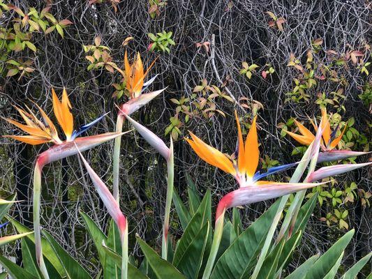 Bird of paradise