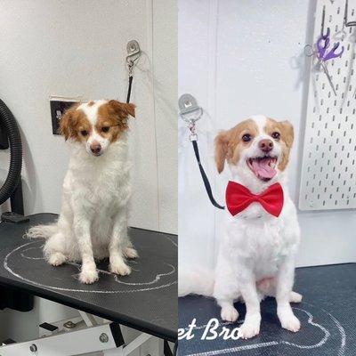 Little puppy before and after