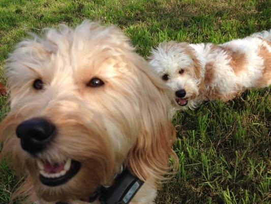 Golden doodle sisters Ginger and Sailor.