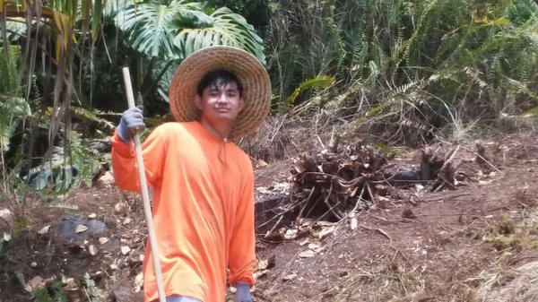 My boy cleaning up invasive species of plants on a property in Hawaiian Paradise Park