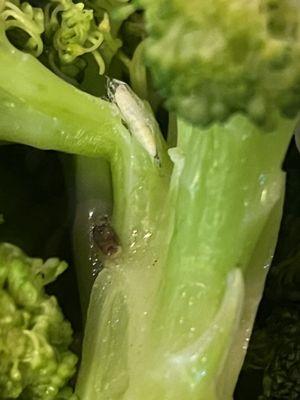 Bugs on the broccoli