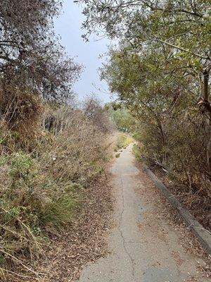 Overgrown trail at sections