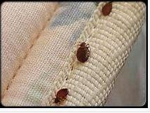 Bed Bugs in Westchester County NY