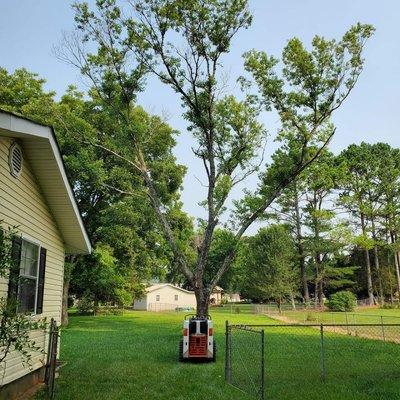 Jax Bobcat Works And Tree Removal