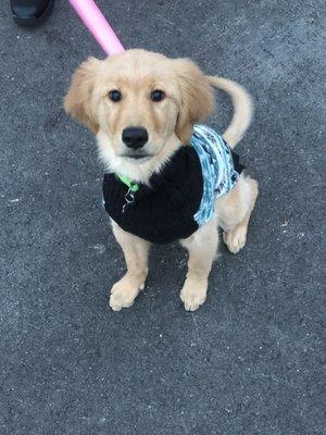 Sitting pretty and waiting for us to go to her first day of Puppy Tweens class on 01/7/2019!