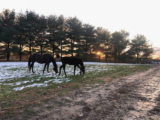 Sacrifice paddock by the barn at sunset.