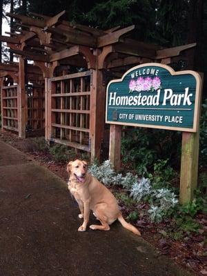 Jasper on his detour to the library