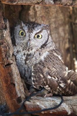 One of the animal ambassadors for Fresno Wildlife Rehabilitation & Nature Center.