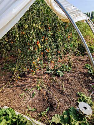 Tomato tent