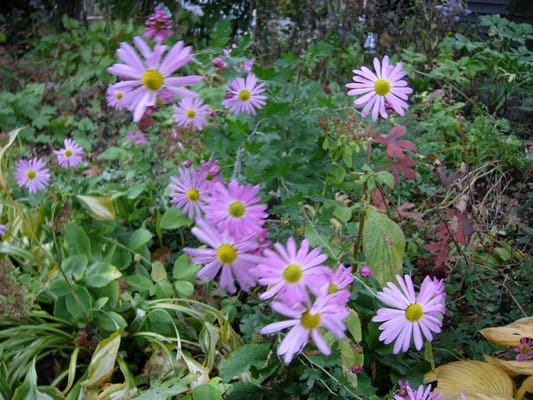 Purple MUMS