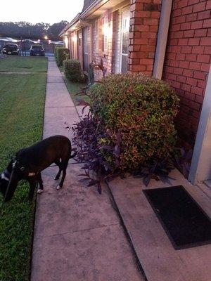 My big dog. And the green space in front of the apartment.