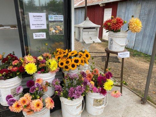 Cut dahlias and sunflowers