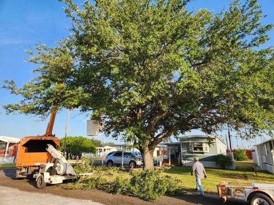 Perez Landscaping and Tree Trimming