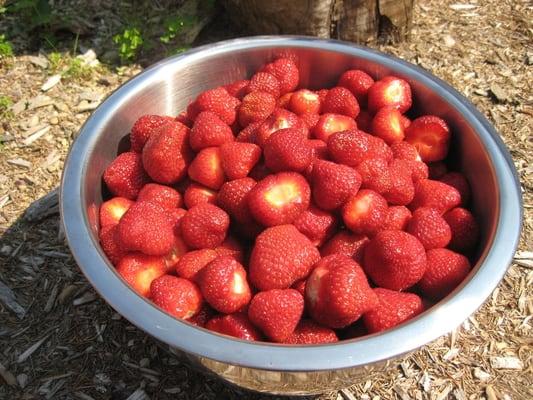 locally picked strawberries