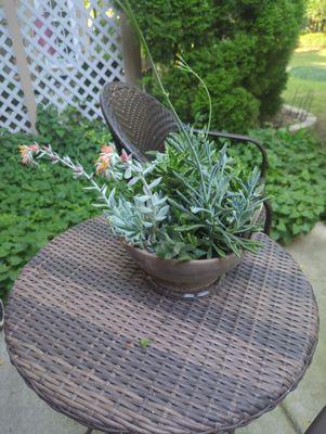 Succulent planter. Love the variety of green shades and flowering plants. Advice on care.