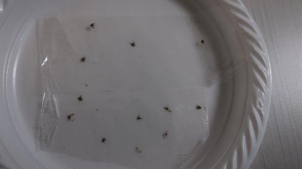 all of the following are tiny flies i found.... wondering if they are harmful....