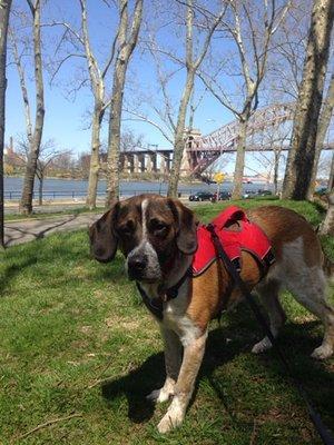 cooper on his walk at Astoria Park