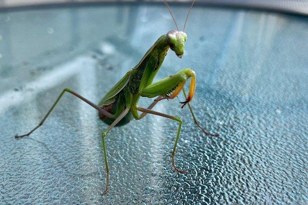 Praying Mantis on the deck.