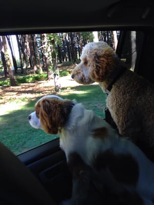 These 2 cuties getting ready to hit the trails!