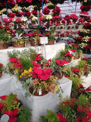 Poinsettias