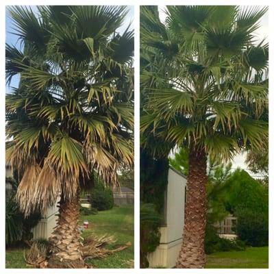 Palm tree trimming