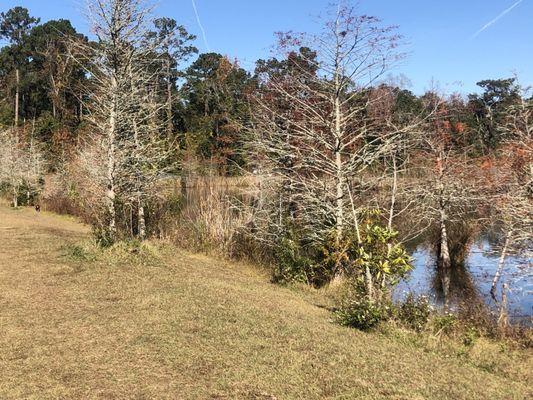 Bradfordville Dog Park