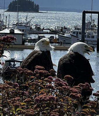 Eagles Watch Ocean Front BNB