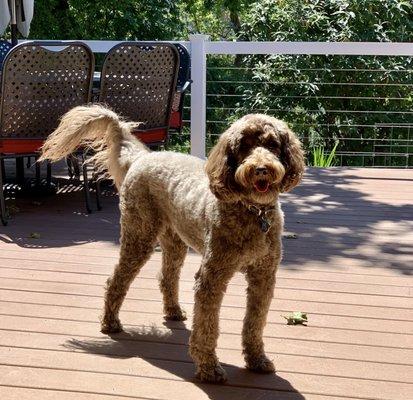 Maggie looking sharp after her Spa Day at Stinky Dog Grooming