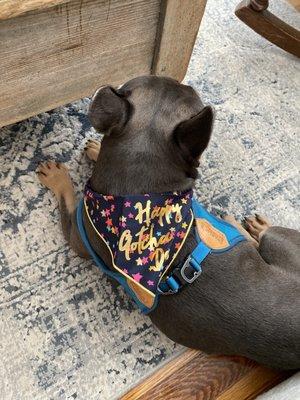 Emma sporting her Happy Gotcha Day bandana as well as her new Charlie's Backyard harness from Dog & Co.