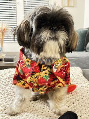 We sell Hawaiian shirts and dress for our little friends