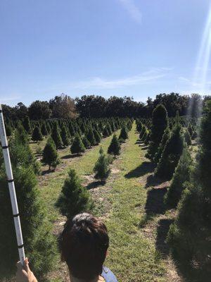 Nicholas's Christmas Tree Farm